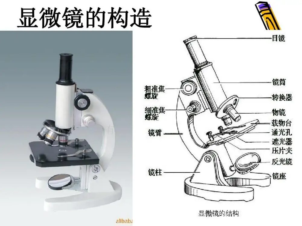 顯微型鏡實(shí)物圖片及其結(jié)構(gòu)示意圖